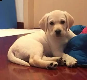 labrador cuccioli miele