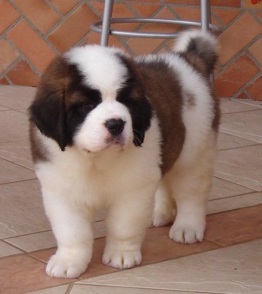 prestigiosa cucciolata di cane di san bernardo