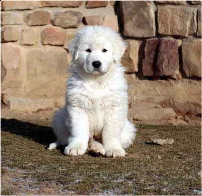 meravigliosi cuccioli di cane da pastore maremmano abruzzese puro