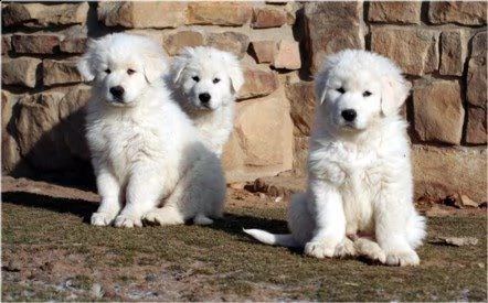 meravigliosi cuccioli di cane da pastore maremmano abruzzese puro | Foto 2