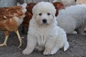 meravigliosi cuccioli di cane da pastore maremmano abruzzese puro | Foto 1