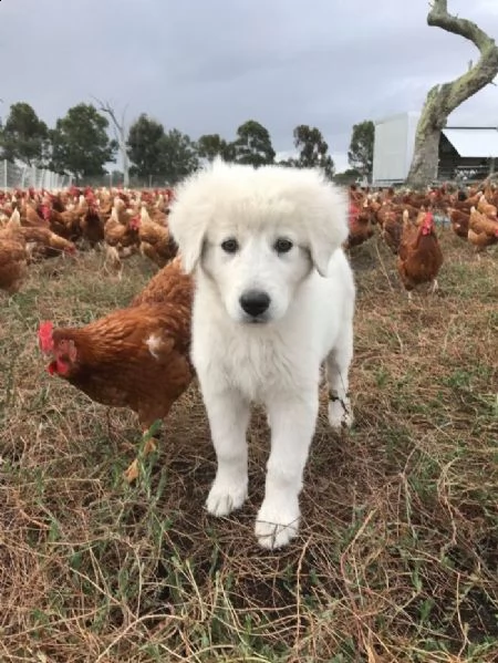 meravigliosi cuccioli di cane da pastore maremmano abruzzese puro | Foto 0