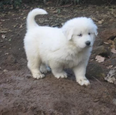 cuccioli taglia gigante montagna dei pirenei- abruzzese | Foto 2