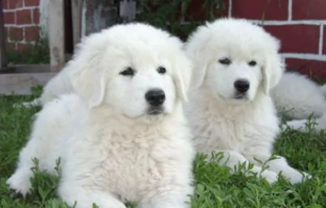 cuccioli taglia gigante montagna dei pirenei- abruzzese | Foto 0