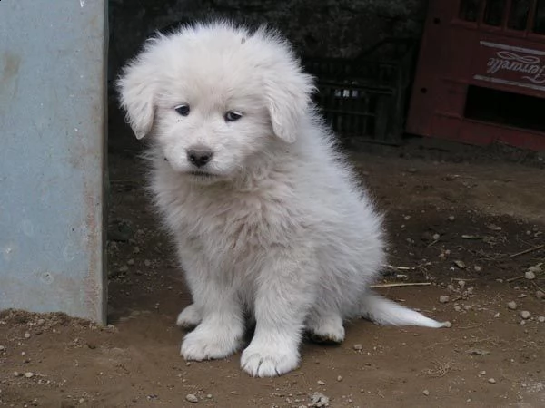 cuccioli taglia gigante montagna dei pirenei- abruzzese