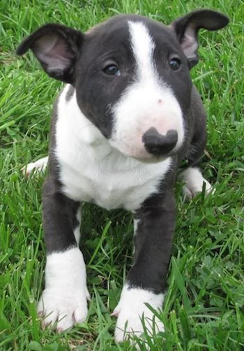 splendidi cuccioli di bull terrier maschio e femmina | Foto 2