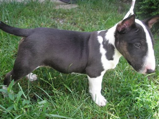 splendidi cuccioli di bull terrier maschio e femmina | Foto 1