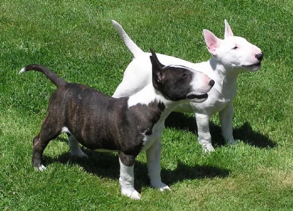 splendidi cuccioli di bull terrier maschio e femmina | Foto 0