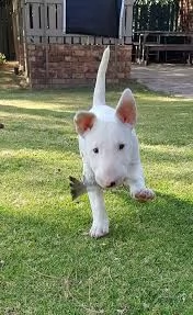 splendidi cuccioli di bull terrier maschio e femmina