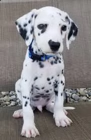 cuccioli dalmata con pedigree disponibili