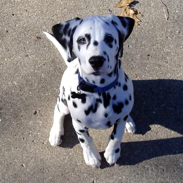 cuccioli dalmata con pedigree disponibili | Foto 2