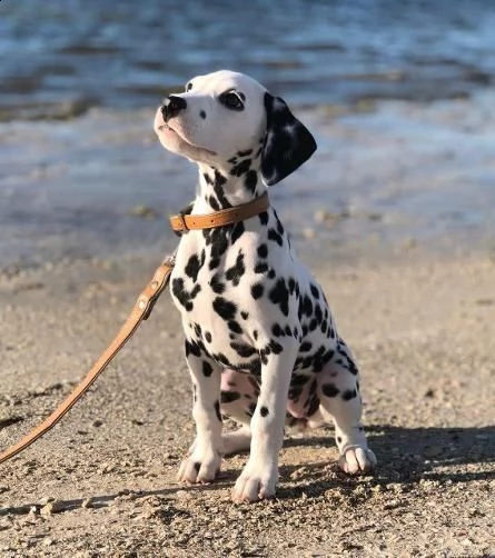 cuccioli dalmata con pedigree disponibili | Foto 1