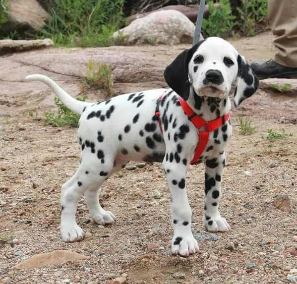 cuccioli dalmata con pedigree disponibili | Foto 0