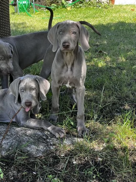 Weimaraner Bracco di Weimar con Pedigree | Foto 1