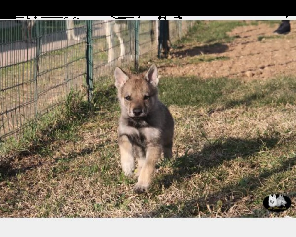 cuccioli di cane lupo cecoslovacco