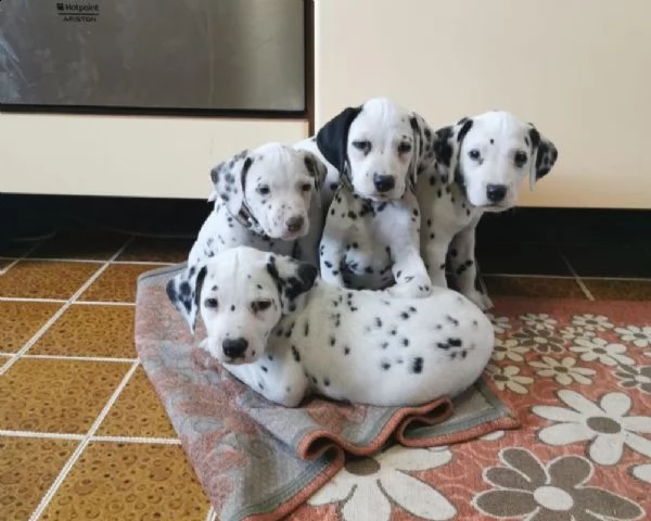 splendidi cuccioli di dalmata