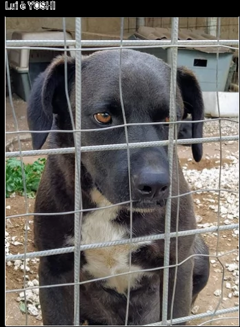 yoshi 3anni nero dietro la rete i suoi occhi rassegnati e tristi urge stallo/adozione sicilia