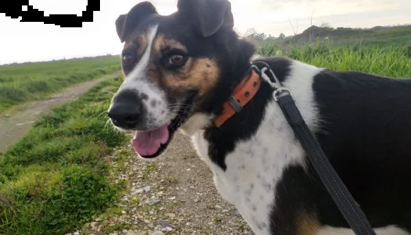 leo mix jack 7anni il cane che saliva sui treni e partiva!! cerca casa caserta