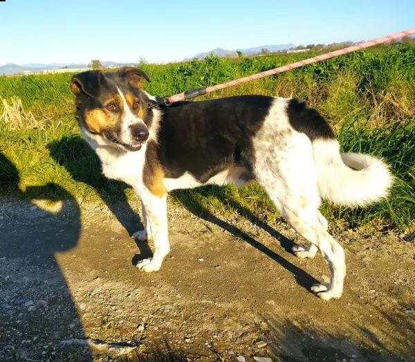 leo mix jack 7anni il cane che saliva sui treni e partiva!! cerca casa caserta | Foto 0