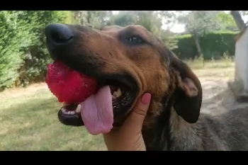 rosy segugina 3anni kg 15 ha la leishmania non condanniamola ad 1vita in canile! roma | Foto 0