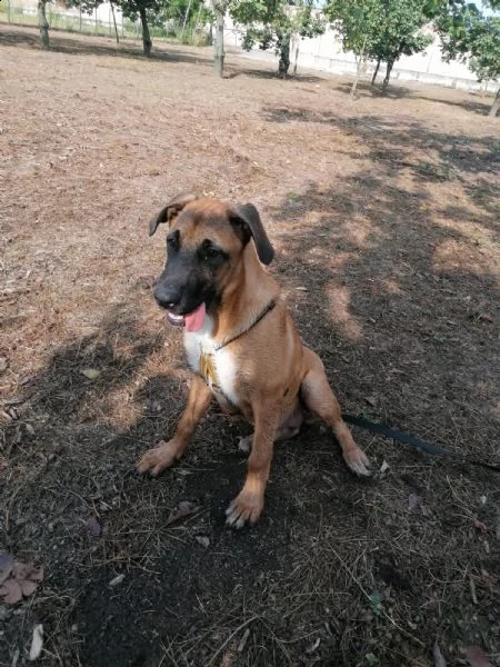 Pastore belga malinois 18/20mesi sola tutto il [hidden] | Foto 5