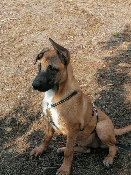 Pastore belga malinois 18/20mesi sola tutto il [hidden] | Foto 2