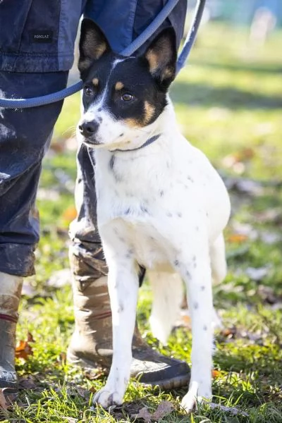 3anni medio piccola salita a Varese, rinnegata, finita in canile! urge varese | Foto 5