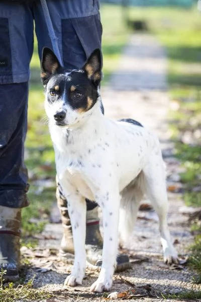 3anni medio piccola salita a Varese, rinnegata, finita in canile! urge varese | Foto 1