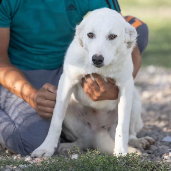 scooby e shiro 15mesi bellissimi rimasti soli. campania | Foto 6