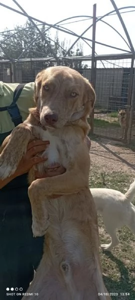 scooby e shiro 15mesi bellissimi rimasti soli. campania | Foto 3