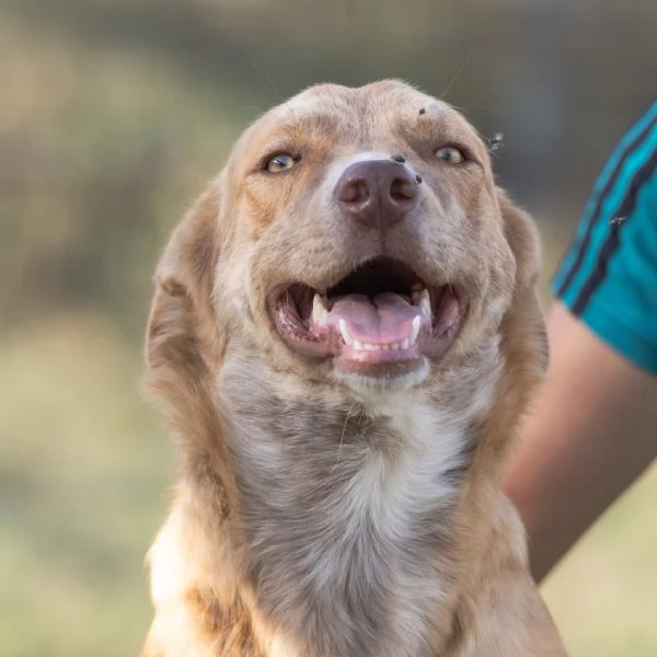 scooby e shiro 15mesi bellissimi rimasti soli. campania | Foto 2