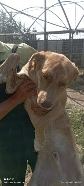 scooby e shiro 15mesi bellissimi rimasti soli. campania | Foto 1