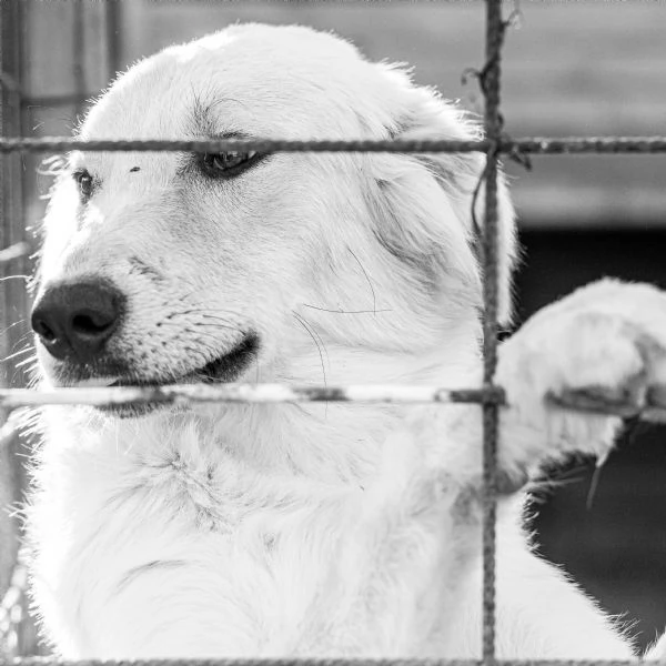 scooby e shiro 15mesi bellissimi rimasti soli. campania