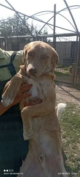 scooby e shiro 15mesi bellissimi rimasti soli. campania | Foto 0