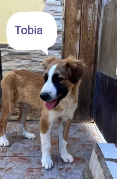 tobia 15/18mesi bellissimo cresce in box aiutiamolo! sicilia | Foto 0