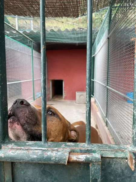 amstaff 4anni amante dei bambini in box tristemente da 3anni. lazio  | Foto 2