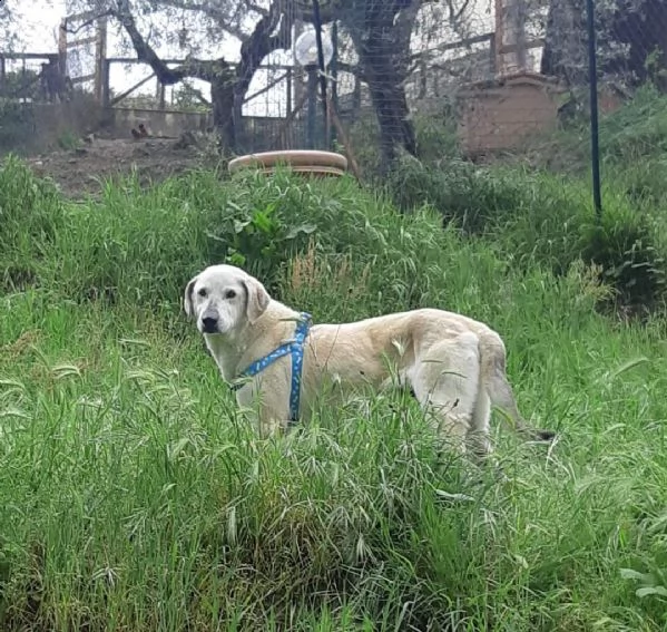 mix labrador 4anni femmina, ubbidiente,invisibile. pistoia | Foto 5