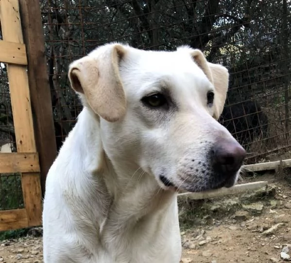 mix labrador 4anni femmina, ubbidiente,invisibile. pistoia | Foto 4