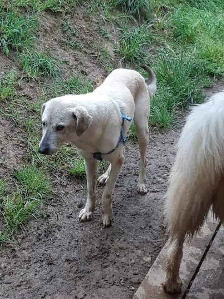 mix labrador 4anni femmina, ubbidiente,invisibile. pistoia | Foto 3