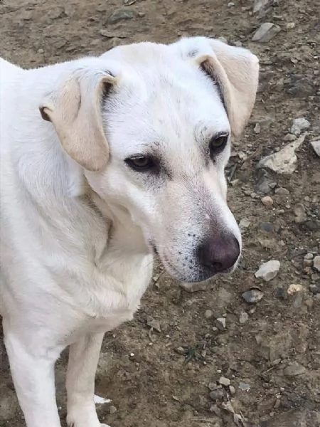 mix labrador 4anni femmina, ubbidiente,invisibile. pistoia | Foto 1