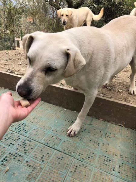 mix labrador 4anni femmina, ubbidiente,invisibile. pistoia | Foto 0