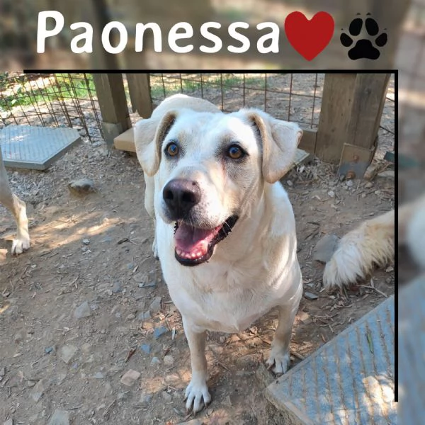 mix labrador 4anni femmina, ubbidiente,invisibile. pistoia