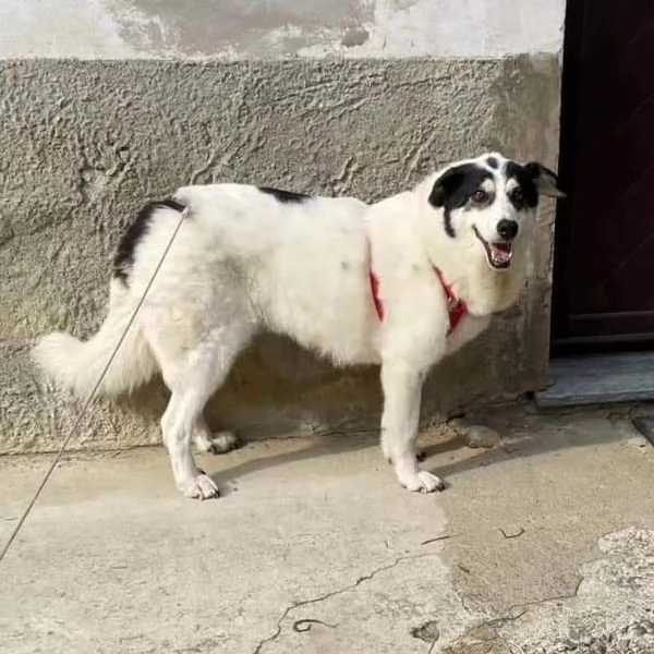 Bianca 5anni tolta da un lager.ALESSANDRIA SOS