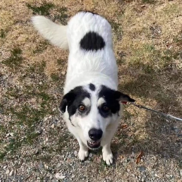 Bianca 5anni tolta da un lager.ALESSANDRIA SOS | Foto 0