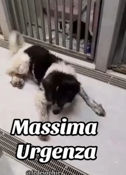 2anni URGENTE CASA CON GIARDINO in canile non ce la farà! Campania