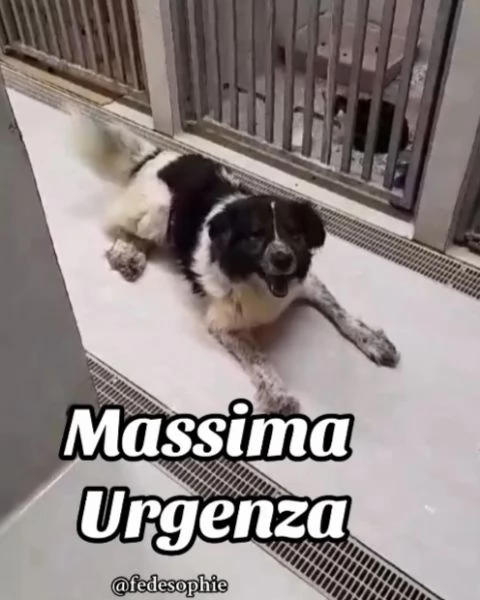 2anni URGENTE CASA CON GIARDINO in canile non ce la farà! Campania | Foto 5