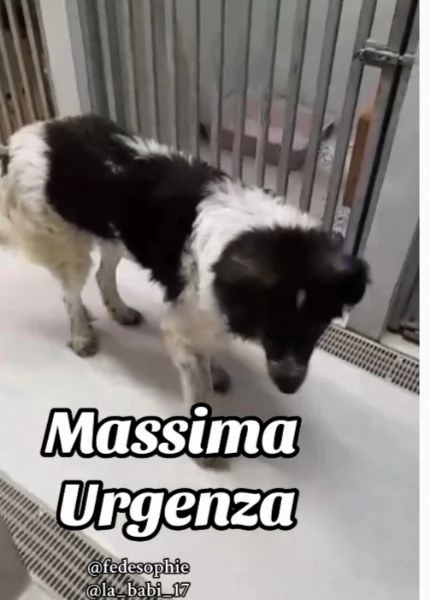 2anni URGENTE CASA CON GIARDINO in canile non ce la farà! Campania | Foto 0