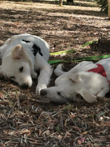 Ultimi 2 bellissimi cuccioli SOS puglia | Foto 5