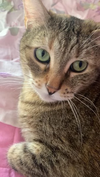 Micia tigrata occhi verdi 9anni bimbo allergico CROTONE SOS 