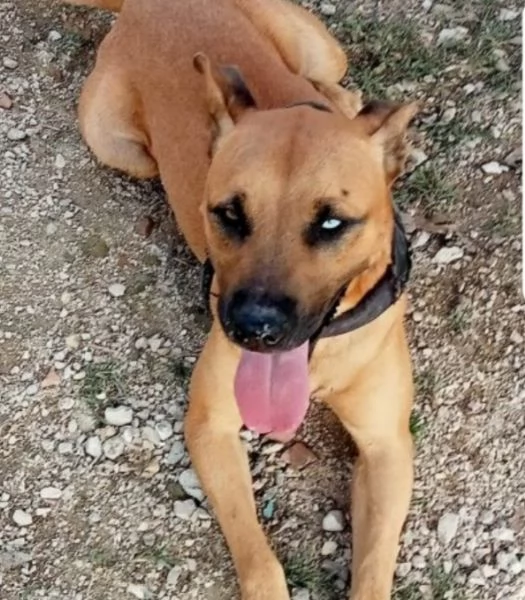 Sasha mix Pitbull 1occhio azzurro,invisibile.SALERNO